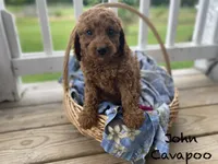 John , a male Cavapoo and Cavalier King Charles Spaniel for sale in Williamson, NY – 1 of 7