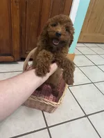 Paddy Ruby red , a male Poodle - Miniature  for sale in Williamson, NY – 4 of 8