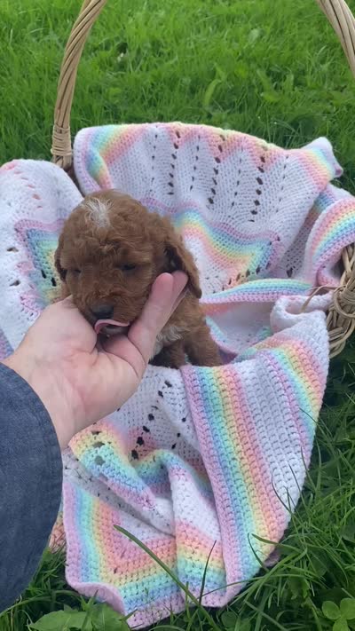 Noah , a male Cavapoo and Poodle - Miniature  for sale in Williamson, NY – 7 of 7