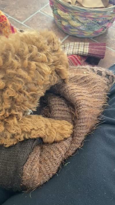Frankie f1BB , a male Poodle - Miniature  and Miniature Goldendoodle for sale in Williamson, NY – 7 of 7