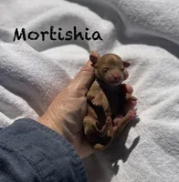 Mortishia f1bb, a female Poodle - Miniature  and Miniature Goldendoodle for sale in Williamson, NY – 6 of 7