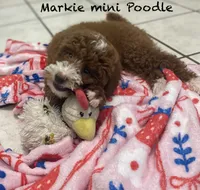 Markie Ruby Mini , a male Poodle - Miniature  for sale in Williamson, NY – 2 of 8