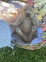 Sammy larger mini , a male Goldendoodle and Golden Retriever for sale in Williamson, NY – 3 of 7