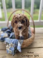 Yoko, a female Cavapoo and Cavalier King Charles Spaniel for sale in Williamson, NY – 1 of 7