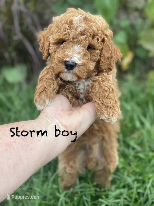 Storm  – Goldendoodle puppy for sale in Williamson, NY