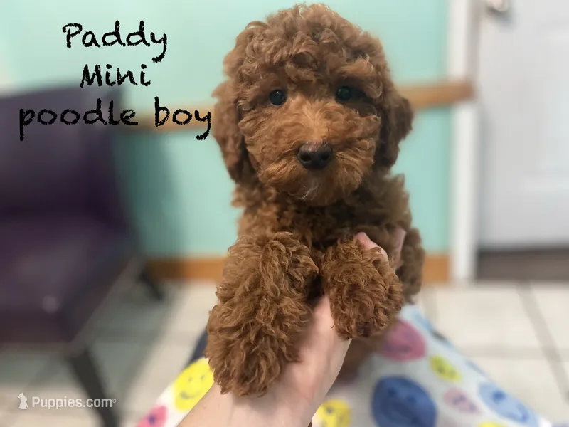 Paddy Ruby red  – Poodle - Miniature  puppy for sale in Williamson, NY