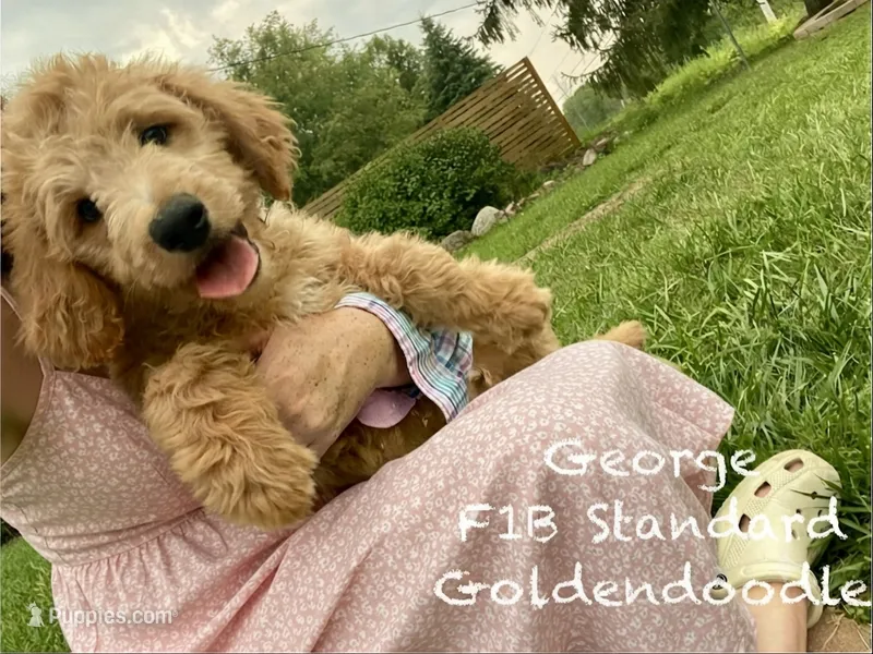 George f1B – Goldendoodle puppy for sale in Williamson, NY