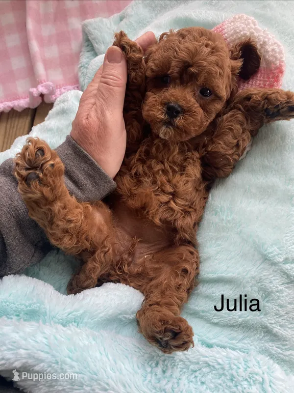 Julia mini  – Cavapoo puppy for sale in Williamson, NY