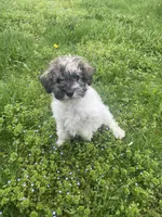 Baxter mini , a male Schnoodle for sale in Williamson, NY – 8 of 10