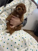 Bo-Peep can go home, a female Goldendoodle and Poodle - Miniature  for sale in Williamson, NY – 3 of 10