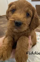 Fiddles mini , a female Miniature Goldendoodle for sale in Williamson, NY – 4 of 8