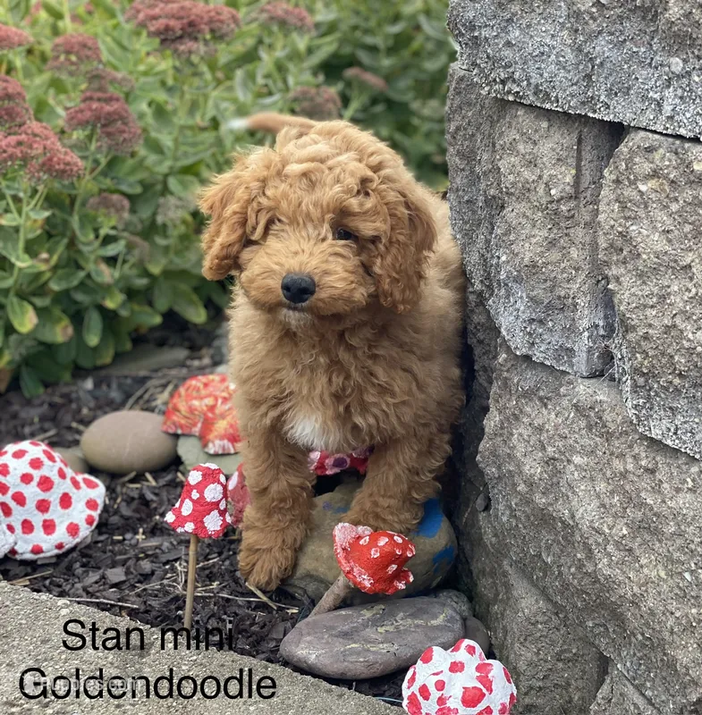 Stan – Miniature Goldendoodle puppy for sale in Williamson, NY