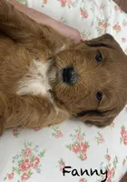 Fanny mini , a female Miniature Goldendoodle for sale in Williamson, NY – 7 of 8