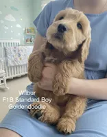 Wilbur f1B , a male Goldendoodle for sale in Williamson, NY – Photo 1 of 3