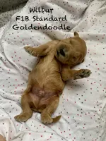 Wilbur f1B , a male Goldendoodle for sale in Williamson, NY – Photo 2 of 3