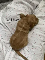 Wilbur f1B , a male Goldendoodle for sale in Williamson, NY – Photo 3 of 3