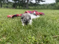 Baxter , a male Schnoodle and Poodle - Miniature  for sale in Williamson, NY – 4 of 9