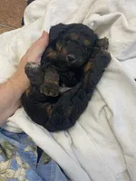 Bugs ! , a male Goldendoodle and Poodle - Miniature  for sale in Williamson, NY – 7 of 9