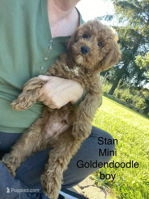 Stan – Miniature Goldendoodle puppy for sale in Williamson, NY