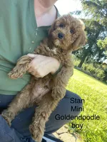 Stan, a male Miniature Goldendoodle for sale in Williamson, NY – 1 of 8