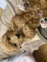 processed/60071092-7fb3-4c10-8ac6-384af2bfac8d/listing/97ef1330-ad23-4e4f-a572-1ea3d7560ada/a1034b36-6bf1-491a-9711-e06202ad5a52