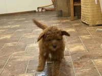 Bo-Peep can go home, a female Goldendoodle and Poodle - Miniature  for sale in Williamson, NY – 4 of 10