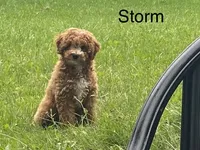 Storm , a male Goldendoodle for sale in Williamson, NY – 7 of 9