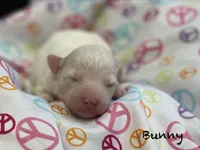 Bunny Mini , a female Goldendoodle and Poodle - Miniature  for sale in Williamson, NY – 3 of 9