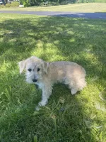 Marcy , a female Schnoodle for sale in Williamson, NY – 5 of 5