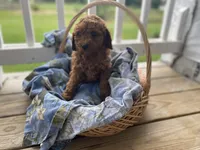 Michele , a female Cavapoo and Cavalier King Charles Spaniel for sale in Williamson, NY – 5 of 7