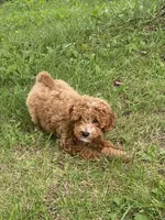 Storm , a male Goldendoodle for sale in Williamson, NY – 9 of 9