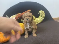 Mortishia f1bb, a female Poodle - Miniature  and Miniature Goldendoodle for sale in Williamson, NY – 2 of 7