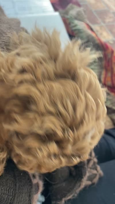Lucy f1BB, a female Poodle - Miniature  and Miniature Goldendoodle for sale in Williamson, NY – 10 of 10