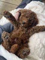 Paddy Ruby red , a male Poodle - Miniature  for sale in Williamson, NY – 5 of 8