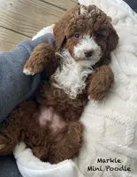 Markie Ruby Mini , a male Poodle - Miniature  for sale in Williamson, NY – 4 of 8