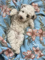 Jay, a female Poodle - Miniature  and Miniature Goldendoodle for sale in Williamson, NY – 4 of 8