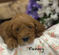 Fanny mini , a female Miniature Goldendoodle for sale in Williamson, NY – 5 of 8