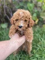 Storm , a male Goldendoodle for sale in Williamson, NY – 4 of 6