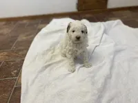 Bunny Mini , a female Goldendoodle and Poodle - Miniature  for sale in Williamson, NY – 2 of 9