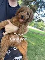 John , a male Cavapoo and Cavalier King Charles Spaniel for sale in Williamson, NY – 7 of 10