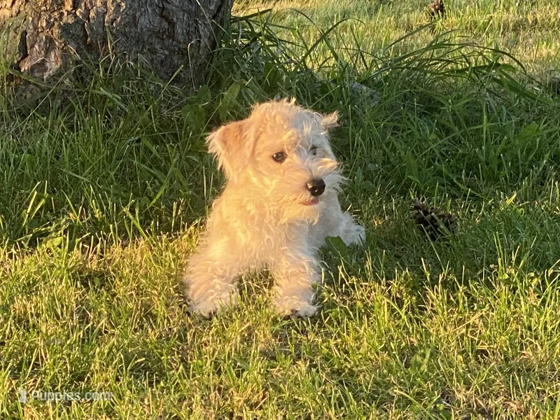 Marcy  – Schnoodle puppy for sale in Williamson, NY