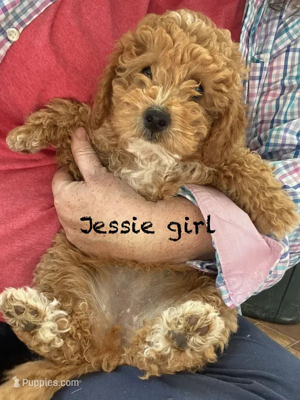 Jessie can go home now ! – Goldendoodle, Poodle - Miniature  puppy for sale in Williamson, NY