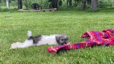 Baxter , a male Schnoodle and Poodle - Miniature  for sale in Williamson, NY – 9 of 9
