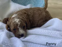 Penny, a female Cavapoo and Cavalier King Charles Spaniel for sale in Williamson, NY – 3 of 8
