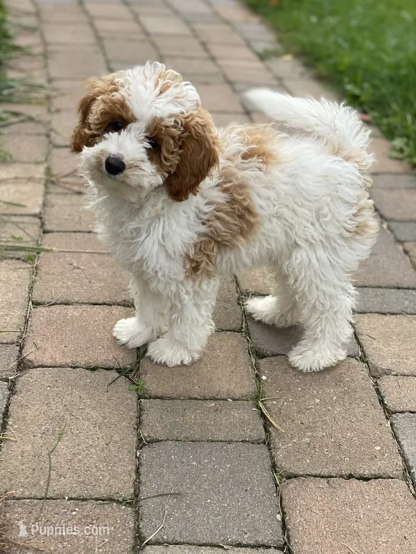 Misty mini  – Poodle - Miniature , Miniature Goldendoodle puppy for sale in Williamson, NY