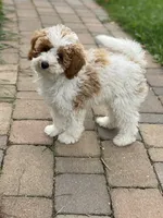 Misty mini , a female Poodle - Miniature  and Miniature Goldendoodle for sale in Williamson, NY – 1 of 7