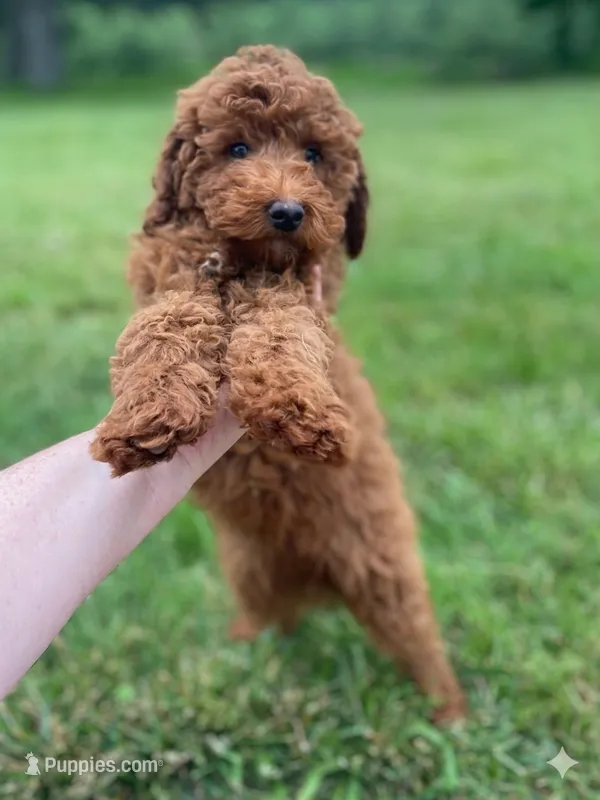 Paddy Ruby red  – Poodle - Miniature  puppy for sale in Williamson, NY