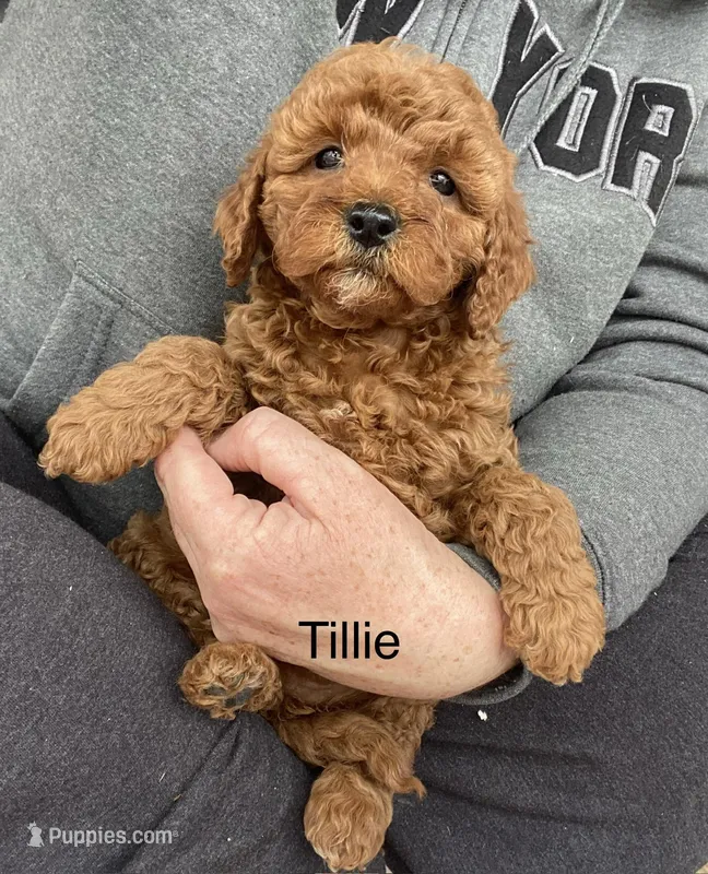 Tillie mini  – Cavapoo puppy for sale in Williamson, NY