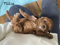 Tillie mini , a female Cavapoo for sale in Williamson, NY – Photo 1 of 7