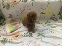 Tillie mini , a female Cavapoo for sale in Williamson, NY – Photo 7 of 7